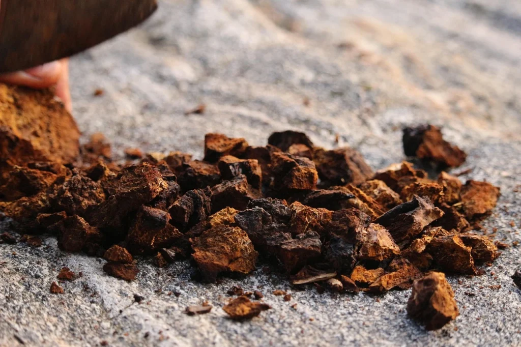 Chaga - grzyb funkcjonalny