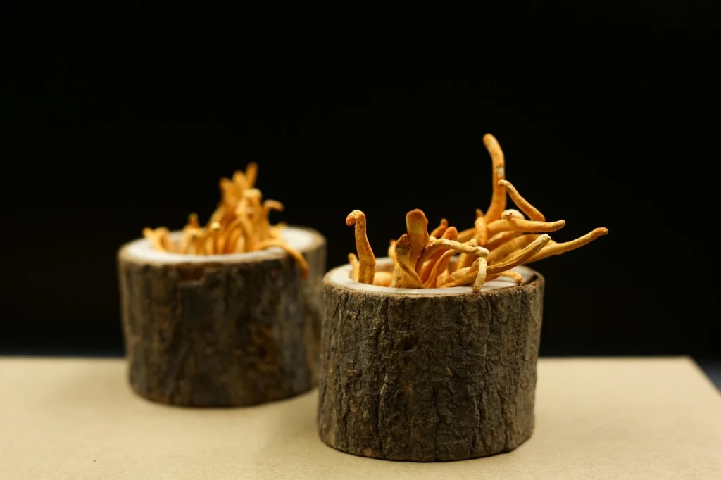 Cordyceps - grzyb funkcjonalny