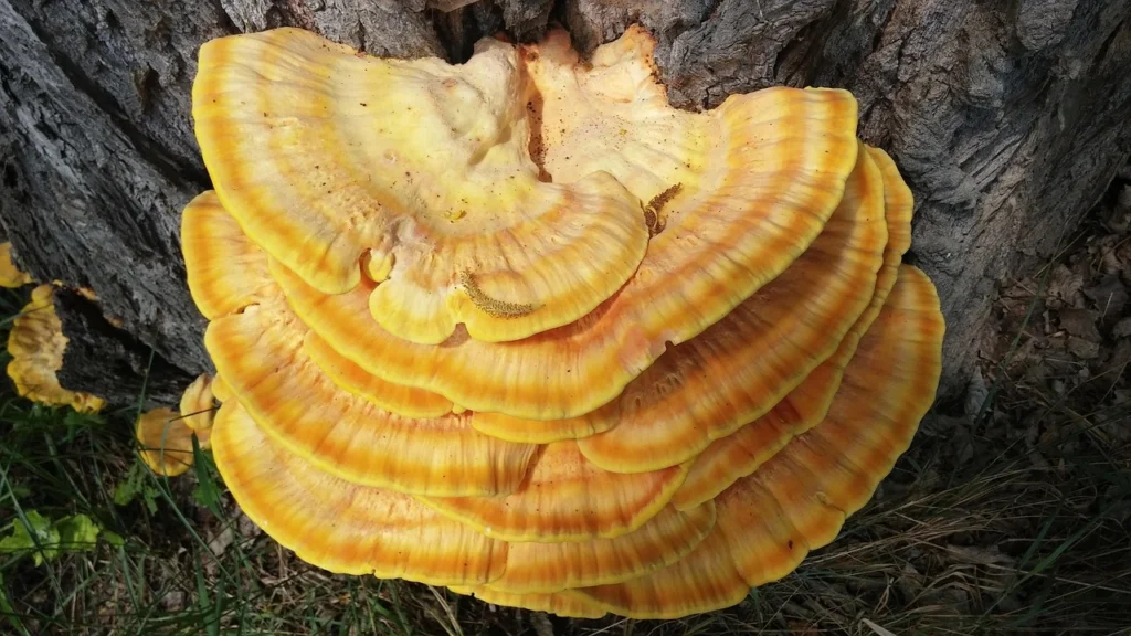 Reishi - grzyb funkcjonalny
